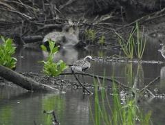 Pluvialis squatarola