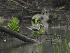 Pluvialis squatarola