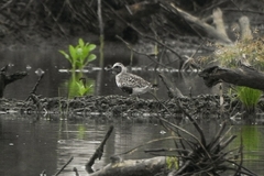 Pluvialis squatarola