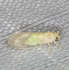 Cacopsylla annulata