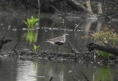 Pluvialis squatarola