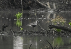 Pluvialis squatarola
