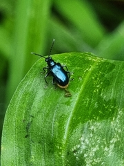 Lema concinnipennis