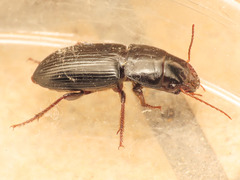 Acinopus picipes