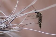Aedes camptorhynchus