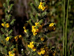 Aspalathus shawii shawii