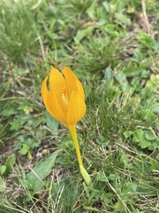Crocus scharojanii