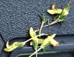 Aspalathus hispida hispida