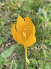 Crocus scharojanii