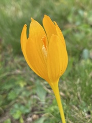 Crocus scharojanii