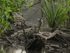 Tringa totanus