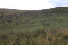 Aspalathus hispida hispida