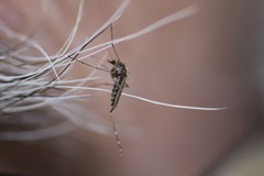Aedes camptorhynchus
