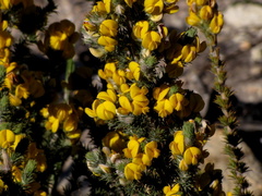 Aspalathus shawii shawii