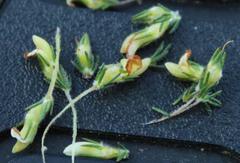 Aspalathus hispida hispida