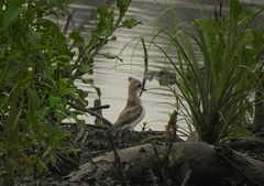 Charadrius mongolus