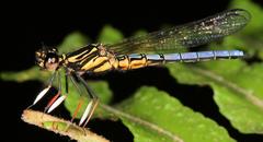Platycypha caligata caligata