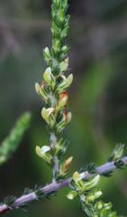 Aspalathus hispida hispida