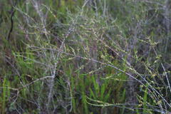 Aspalathus hispida hispida