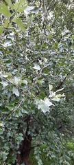 Populus alba