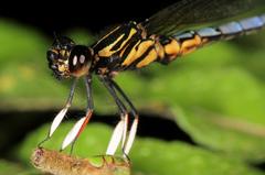 Platycypha caligata caligata