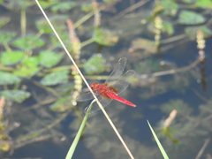 Crocothemis servilia