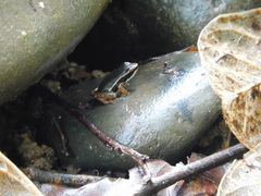 Silverstoneia nubicola