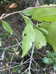 Rytigynia umbellulata