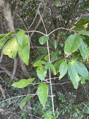 Rytigynia umbellulata