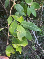 Rytigynia umbellulata