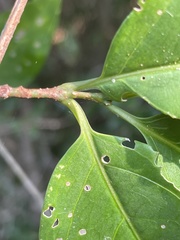 Rytigynia umbellulata