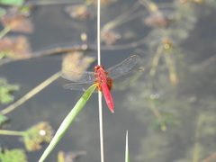 Crocothemis servilia