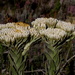 Syncarpha milleflora - Photo (c) Gawie Malan, algunos derechos reservados (CC BY-NC), uploaded by Gawie Malan