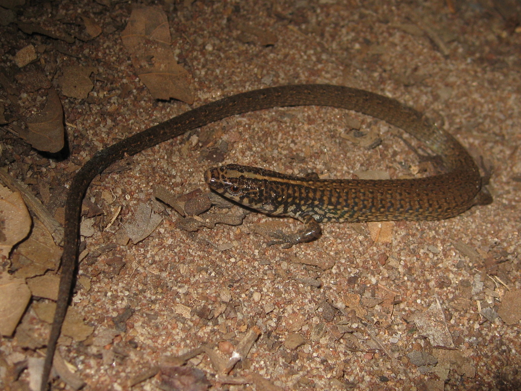Amaral's Colobosaura