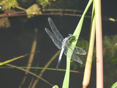 Orthetrum albistylum speciosum