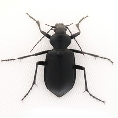Calosoma peregrinator