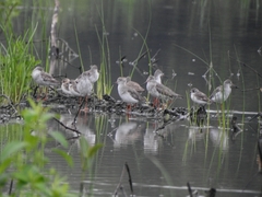 Tringa totanus