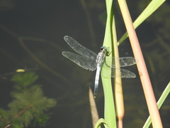 Orthetrum albistylum speciosum