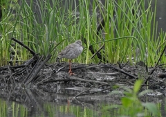 Tringa totanus