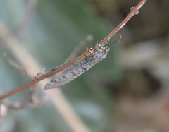 Distoleon tetragrammicus