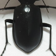 Calosoma peregrinator