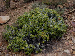 Berkheya cuneata