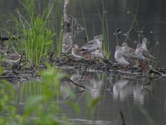 Tringa totanus