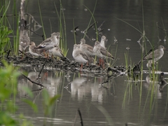 Tringa totanus