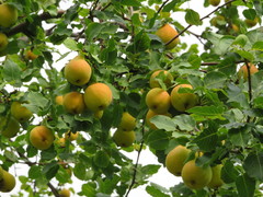 Pyrus ussuriensis