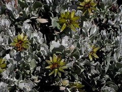 Berkheya cuneata