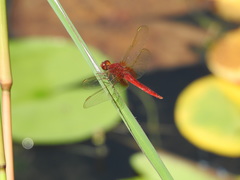 Crocothemis servilia