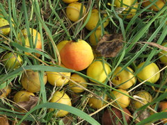 Pyrus ussuriensis