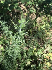 Ulex europaeus