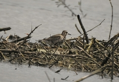 Pluvialis fulva